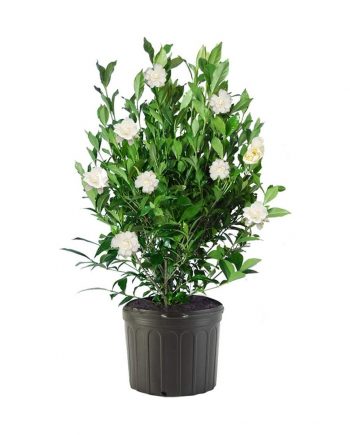 Beautiful Indoor Plant