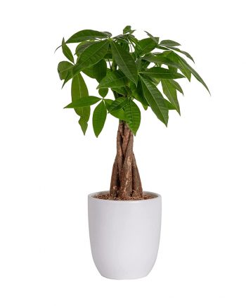 Outdoor Green Beauty